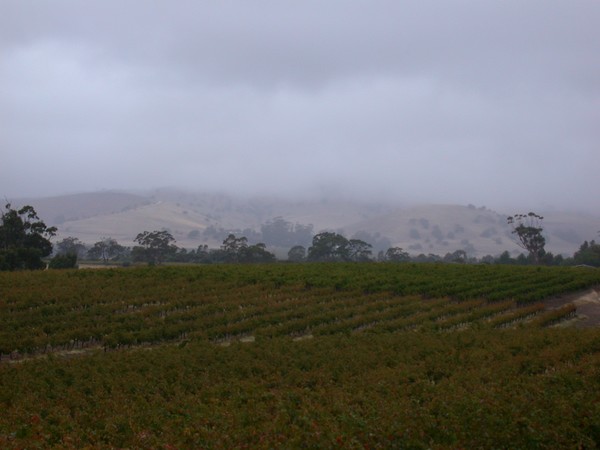 Vineyards